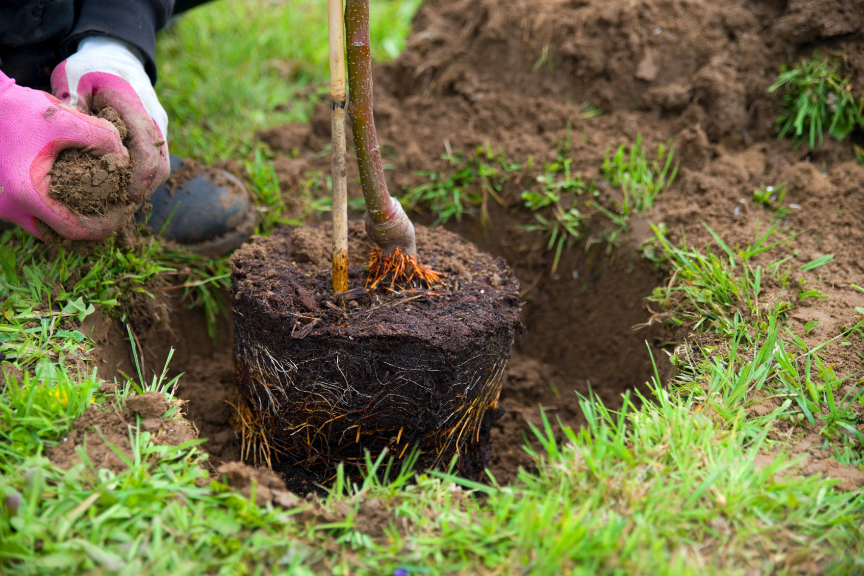 planting a tree